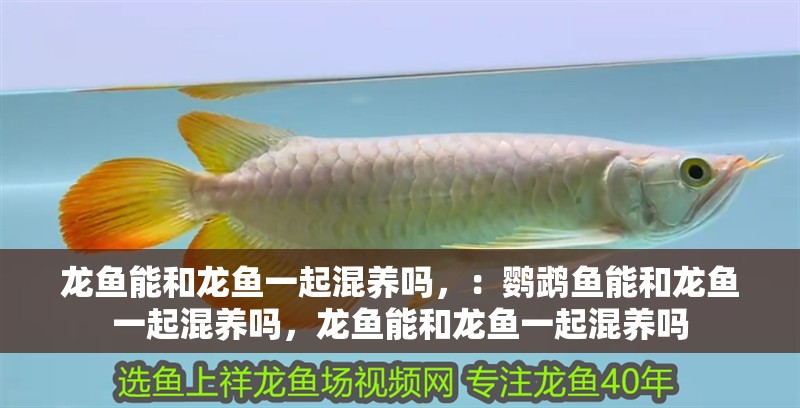 龍魚能和龍魚一起混養嗎，：鸚鵡魚能和龍魚一起混養嗎，龍魚能和龍魚一起混養嗎
