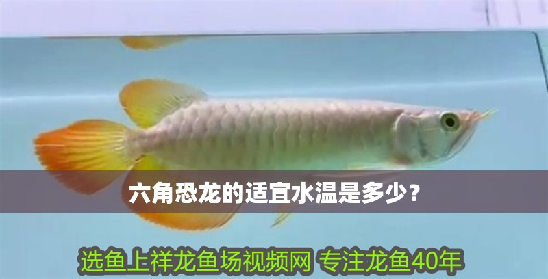 六角恐龍的適宜水溫是多少？