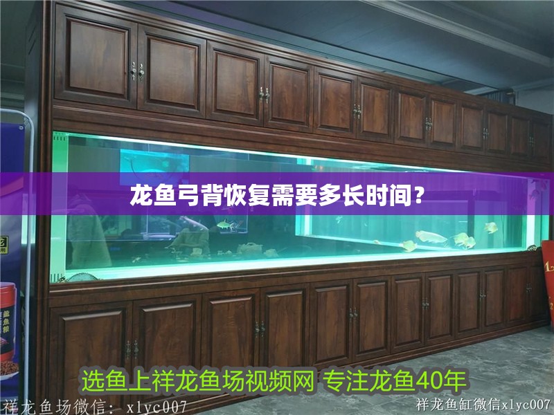 龍魚弓背恢復需要多長時間？ 龍魚弓背恢復需要多長時間？ 龍魚論壇