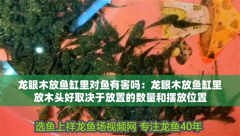 龍眼木放魚缸里對魚有害嗎：龍眼木放魚缸里放木頭好取決于放置的數量和擺放位置