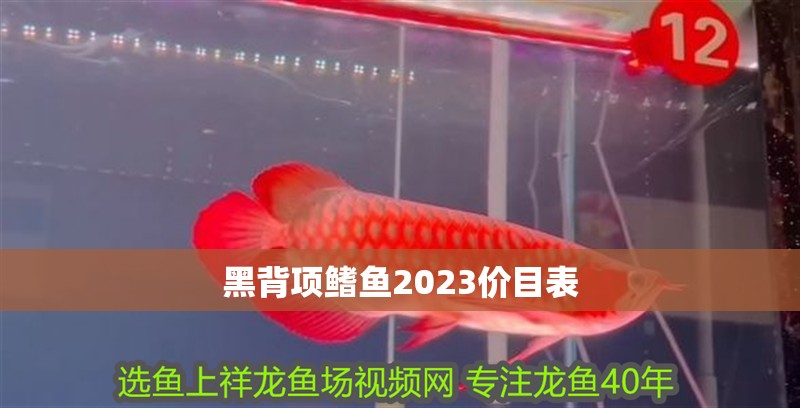 黑背項鰭魚2023價目表