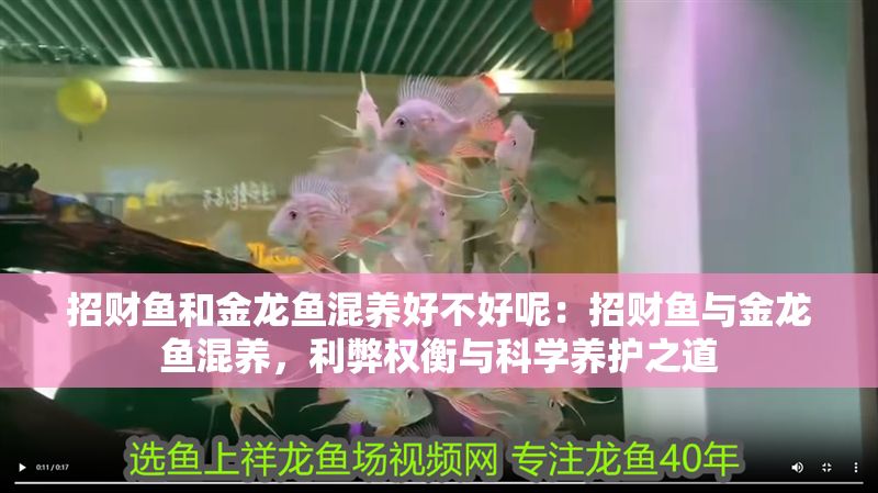 招財(cái)魚和金龍魚混養(yǎng)好不好呢：招財(cái)魚與金龍魚混養(yǎng)，利弊權(quán)衡與科學(xué)養(yǎng)護(hù)之道