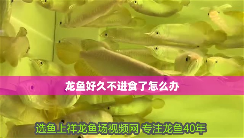 龍魚好久不進(jìn)食了怎么辦