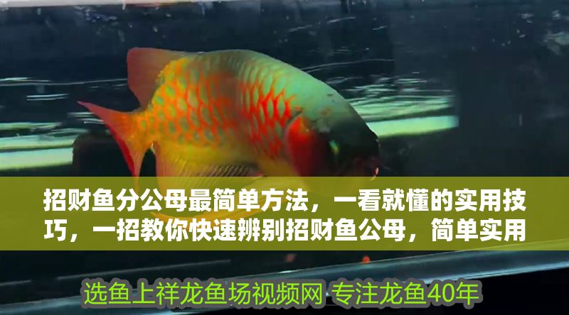 招財魚分公母最簡單方法，一看就懂的實用技巧，一招教你快速辨別招財魚公母，簡單實用！