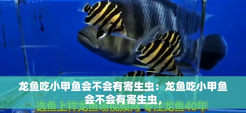 龍魚(yú)吃小甲魚(yú)會(huì)不會(huì)有寄生蟲(chóng)：龍魚(yú)吃小甲魚(yú)會(huì)不會(huì)有寄生蟲(chóng)，