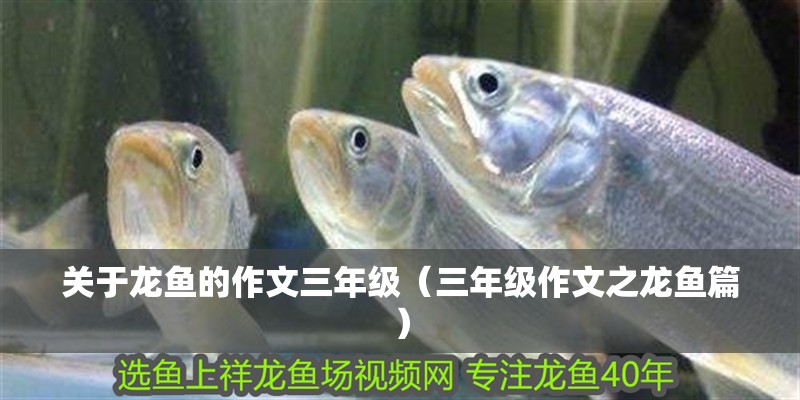 關于龍魚的作文三年級（三年級作文之龍魚篇）
