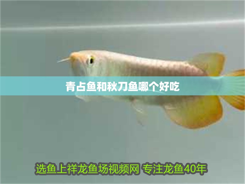 青占魚和秋刀魚哪個好吃