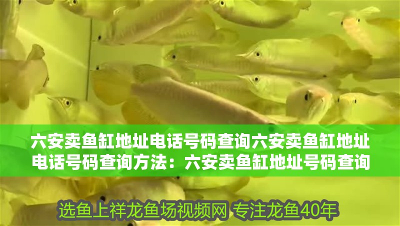 六安賣魚缸地址電話號碼查詢六安賣魚缸地址電話號碼查詢方法：六安賣魚缸地址號碼查詢