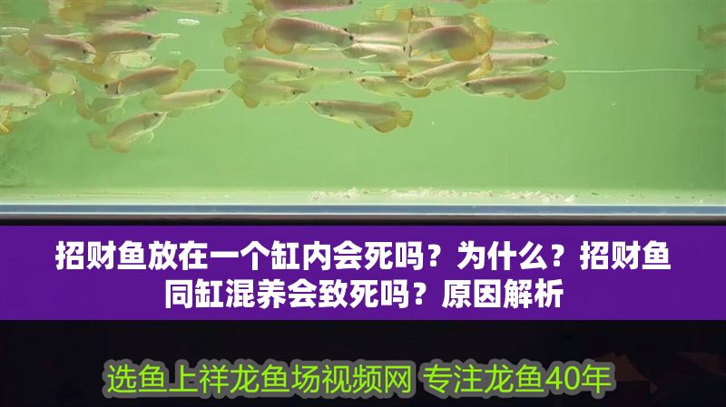 招財魚放在一個缸內會死嗎？為什么？招財魚同缸混養會致死嗎？原因解析