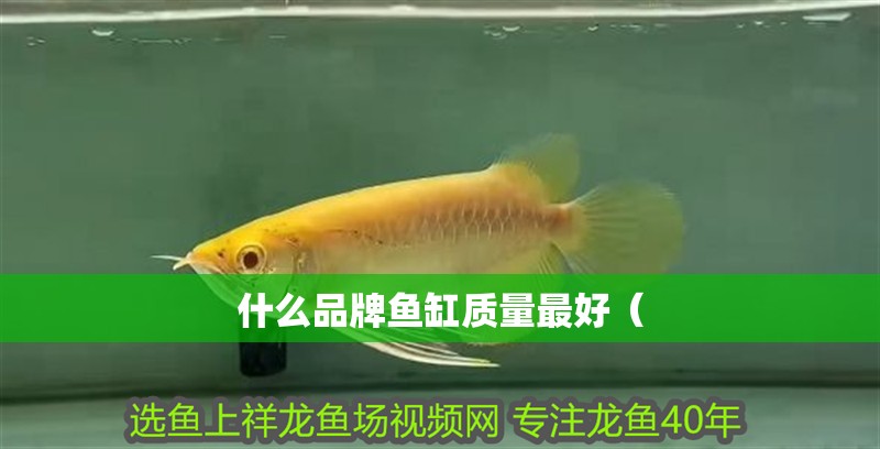 什么品牌魚缸質量最好（