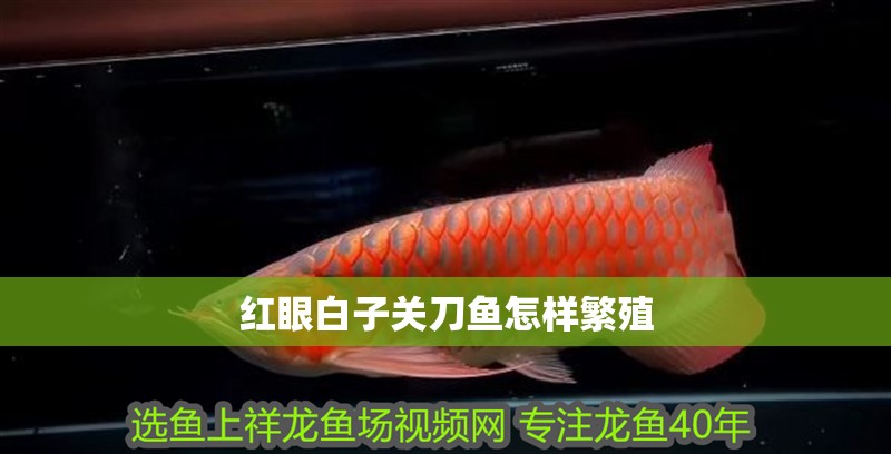 紅眼白子關刀魚怎樣繁殖