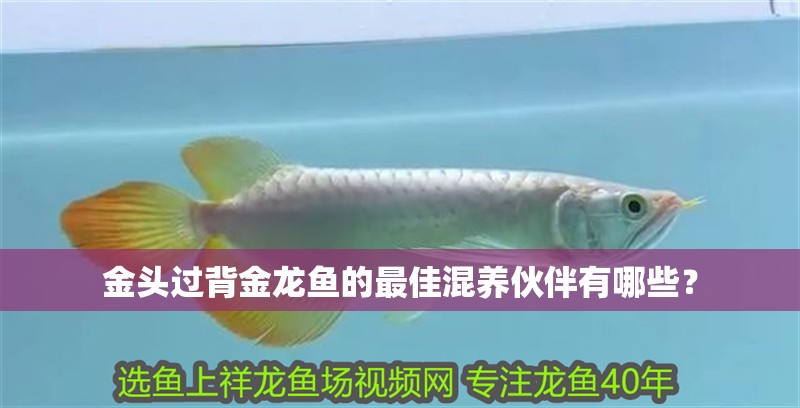 金頭過背金龍魚的最佳混養伙伴有哪些？ 金頭過背金龍魚的最佳混養伙伴有哪些？ 龍魚百科