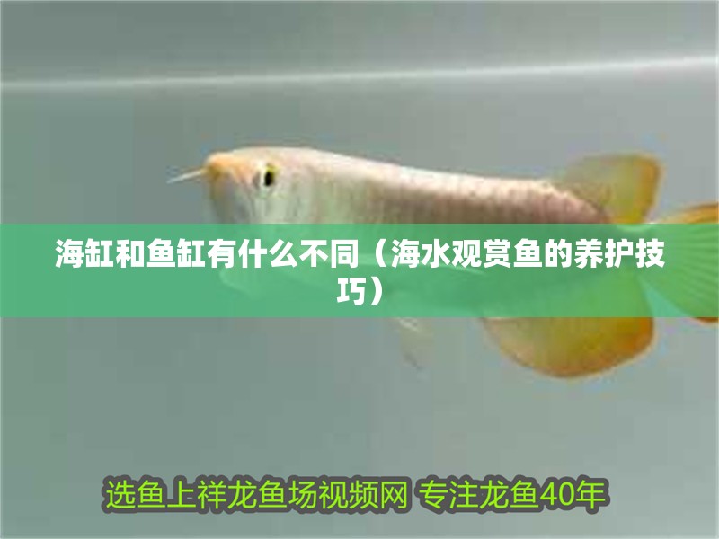 魚缸用增氧泵價(jià)格是多少:魚缸增氧機(jī)-xtrac增氧機(jī)-xtrac增氧機(jī) 海缸和魚缸有什么不同(海水觀賞魚的養(yǎng)護(hù)技巧) 魚缸百科 海缸和魚缸有什么不同(海水觀賞魚的養(yǎng)護(hù)技巧) 海缸和魚缸有什么不同(海水觀賞魚的養(yǎng)護(hù)技巧) 魚缸百科