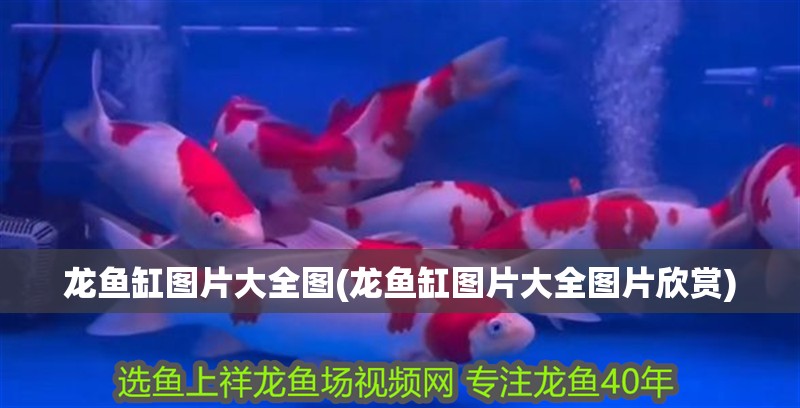 龍魚缸圖片大全圖(龍魚缸圖片大全圖片欣賞)