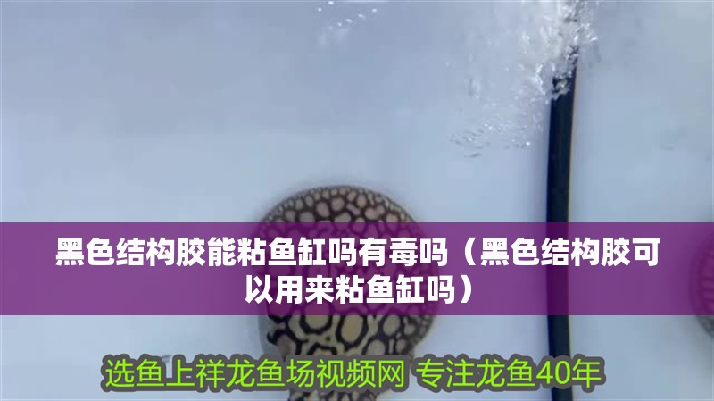 黑色結(jié)構(gòu)膠能粘魚缸嗎有毒嗎（黑色結(jié)構(gòu)膠可以用來粘魚缸嗎） 黑色結(jié)構(gòu)膠能粘魚缸嗎有毒嗎（黑色結(jié)構(gòu)膠可以用來粘魚缸嗎） 魚缸百科