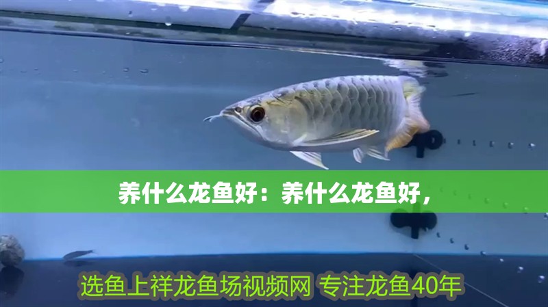 養什么龍魚好：養什么龍魚好，