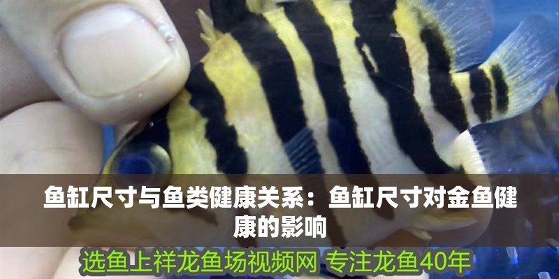 魚缸尺寸與魚類健康關(guān)系：魚缸尺寸對(duì)金魚健康的影響
