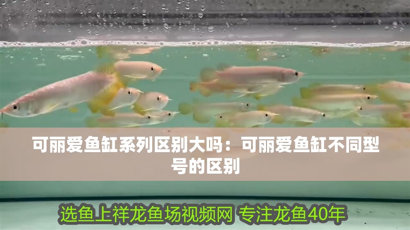 可麗愛魚缸系列區別大嗎：可麗愛魚缸不同型號的區別