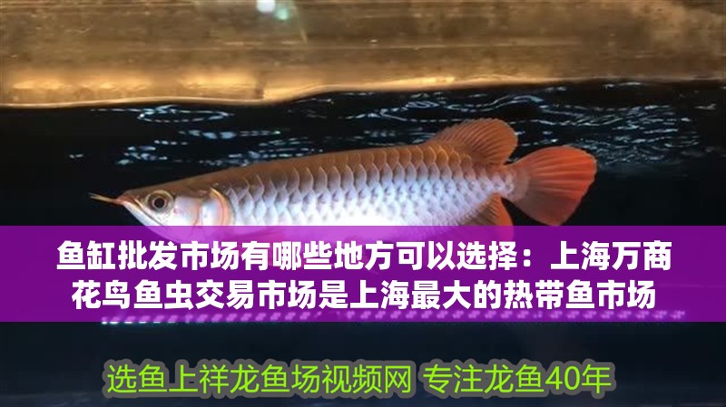 魚缸批發市場有哪些地方可以選擇：上海萬商花鳥魚蟲交易市場是上海最大的熱帶魚市場