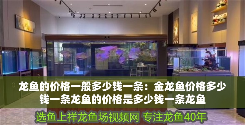龍魚的價格一般多少錢一條：金龍魚價格多少錢一條龍魚的價格是多少錢一條龍魚
