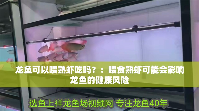 龍魚可以喂熟蝦吃嗎？：喂食熟蝦可能會影響龍魚的健康風險