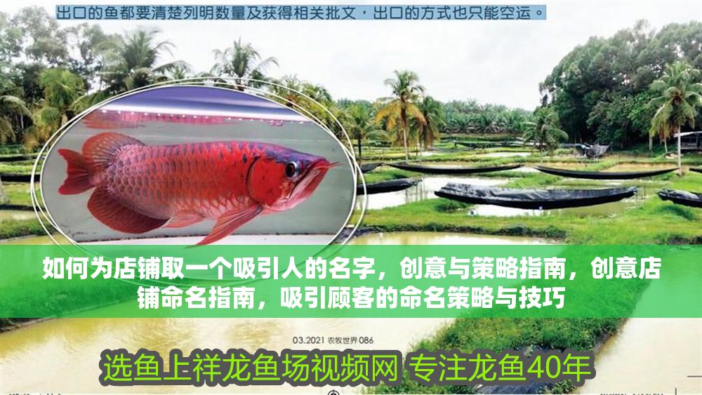 如何為店鋪取一個吸引人的名字，創意與策略指南，創意店鋪命名指南，吸引顧客的命名策略與技巧 如何為店鋪取一個吸引人的名字，創意與策略指南，創意店鋪命名指南，吸引顧客的命名策略與技巧 龍魚百科 第1張