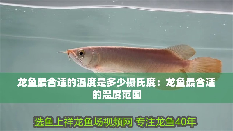 龍魚最合適的溫度是多少攝氏度：龍魚最合適的溫度范圍
