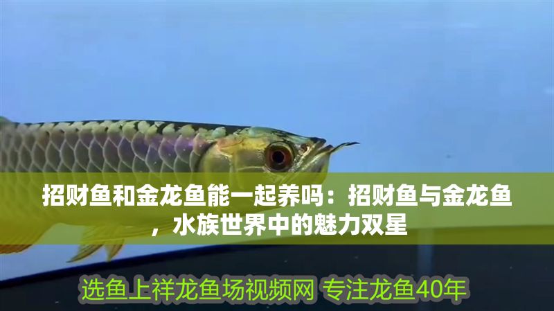 招財魚和金龍魚能一起養嗎：招財魚與金龍魚，水族世界中的魅力雙星