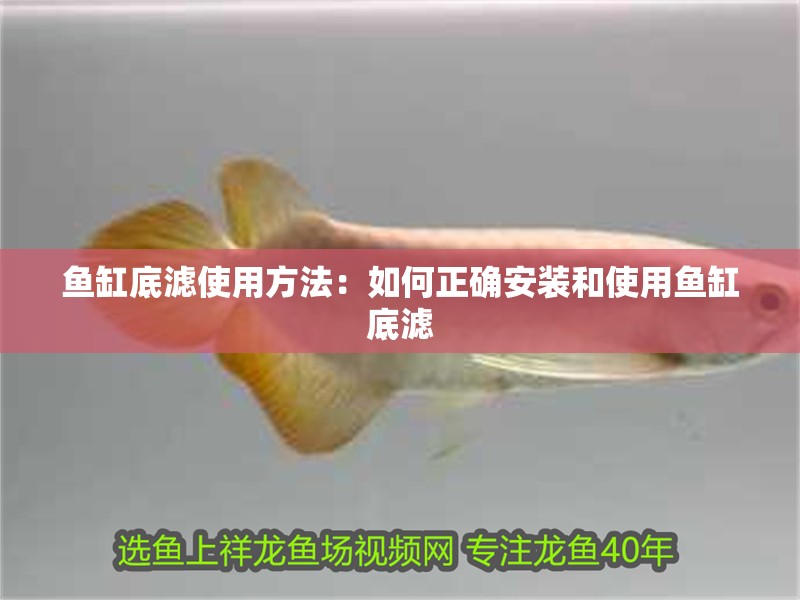 魚缸底濾使用方法：如何正確安裝和使用魚缸底濾