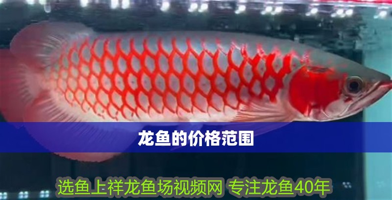 龍魚(yú)的價(jià)格范圍