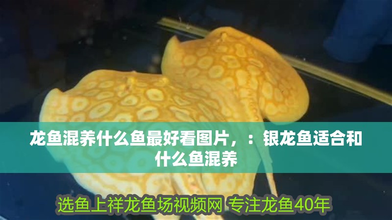 龍魚(yú)混養(yǎng)什么魚(yú)最好看圖片，：銀龍魚(yú)適合和什么魚(yú)混養(yǎng)