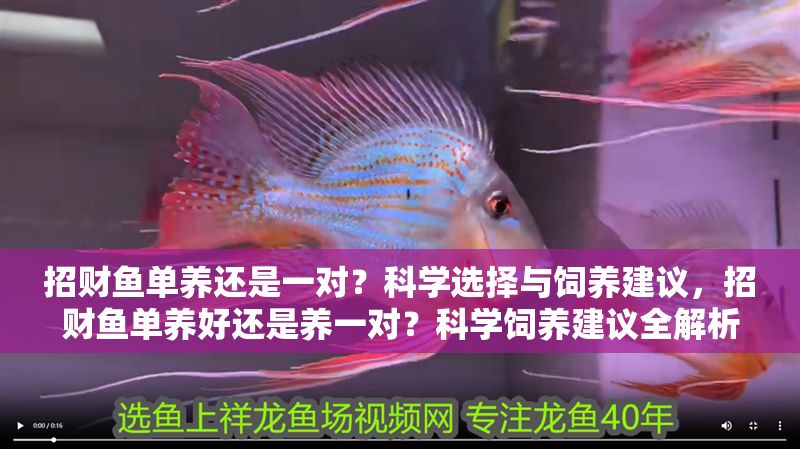 招財魚單養還是一對？科學選擇與飼養建議，招財魚單養好還是養一對？科學飼養建議全解析