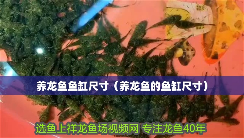 養龍魚魚缸尺寸（養龍魚的魚缸尺寸）