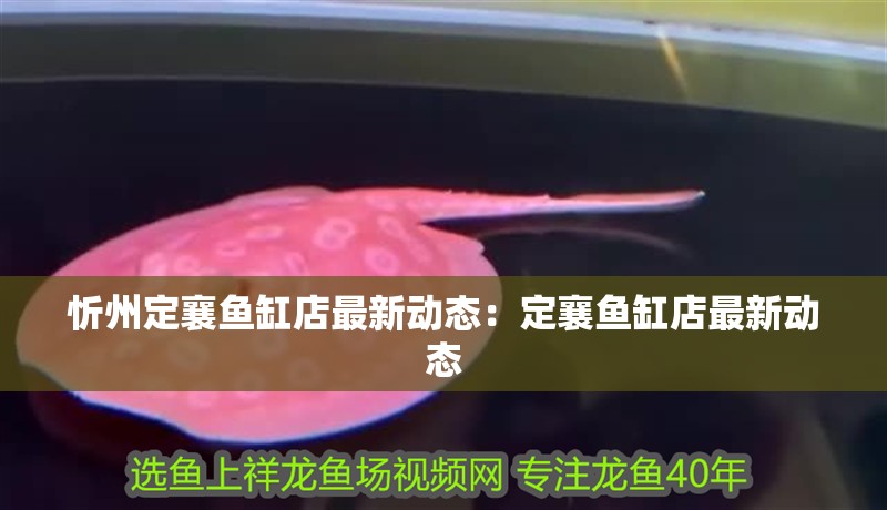 忻州定襄魚(yú)缸店最新動(dòng)態(tài)：定襄魚(yú)缸店最新動(dòng)態(tài) 忻州定襄魚(yú)缸店最新動(dòng)態(tài)：定襄魚(yú)缸店最新動(dòng)態(tài) 魚(yú)缸百科