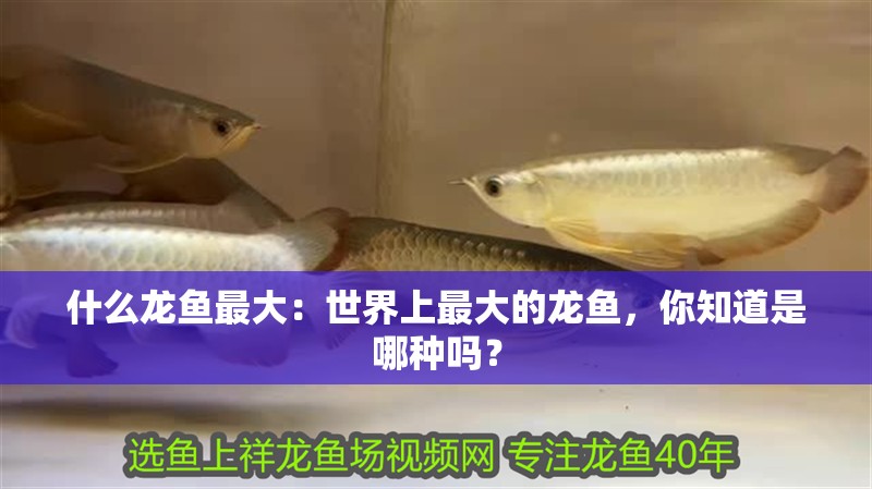 什么龍魚最大：世界上最大的龍魚，你知道是哪種嗎？