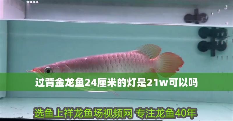 過背金龍魚24厘米的燈是21w可以嗎