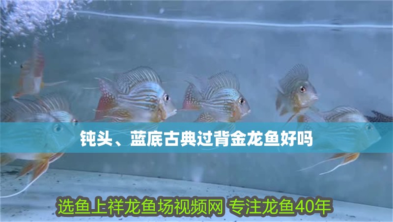 鈍頭、藍(lán)底古典過(guò)背金龍魚(yú)好嗎
