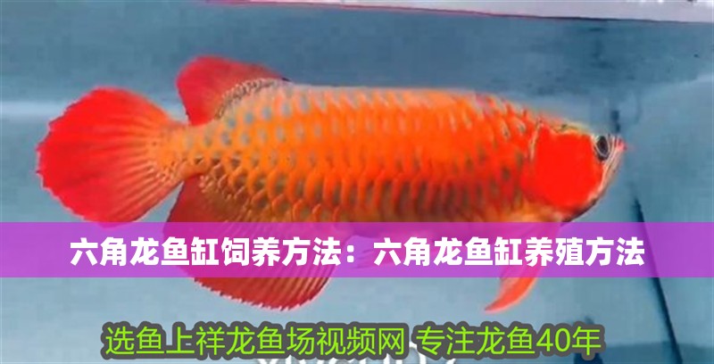 六角龍魚缸飼養方法：六角龍魚缸養殖方法