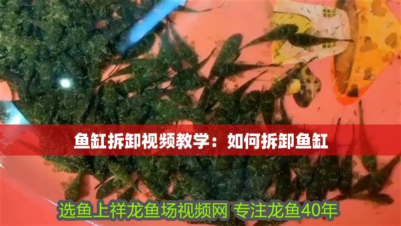 魚缸拆卸視頻教學(xué)：如何拆卸魚缸