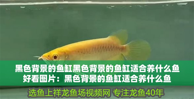 黑色背景的魚缸黑色背景的魚缸適合養什么魚好看圖片：黑色背景的魚缸適合養什么魚