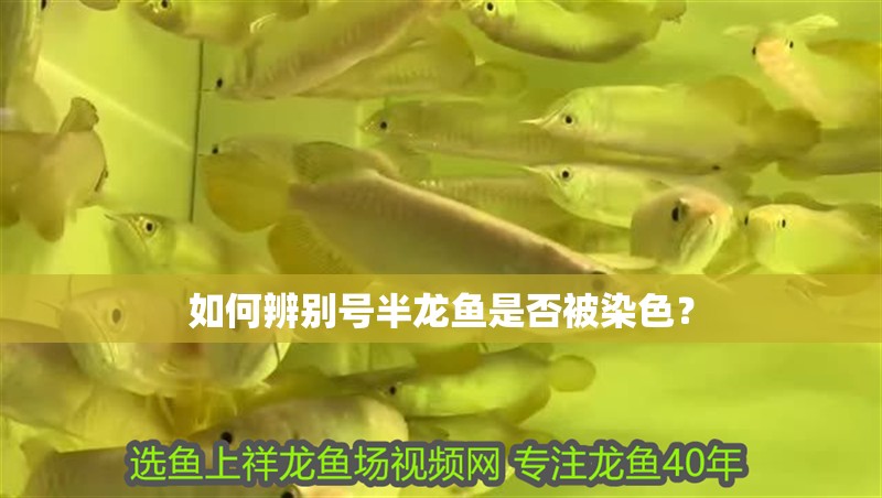 如何辨別號(hào)半龍魚(yú)是否被染色？