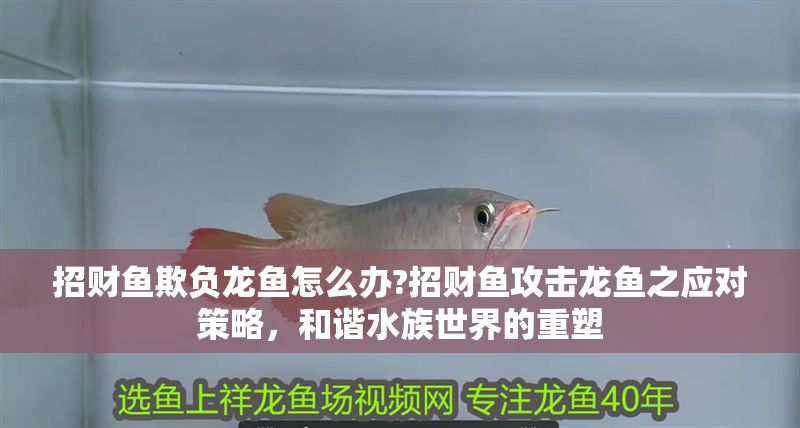 招財魚欺負龍魚怎么辦?招財魚攻擊龍魚之應對策略，和諧水族世界的重塑