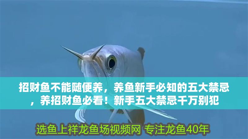 招財魚不能隨便養，養魚新手必知的五大禁忌，養招財魚必看！新手五大禁忌千萬別犯 招財魚不能隨便養，養魚新手必知的五大禁忌，養招財魚必看！新手五大禁忌千萬別犯 龍魚百科 第1張