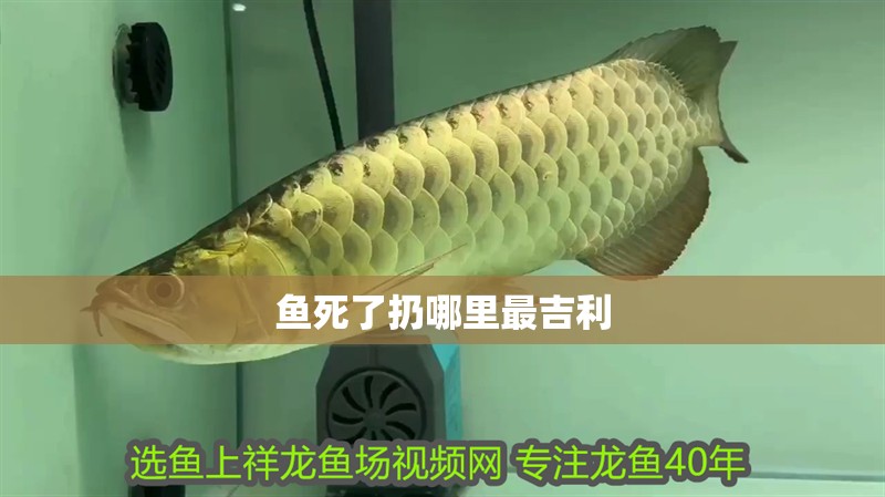 魚死了扔哪里最吉利