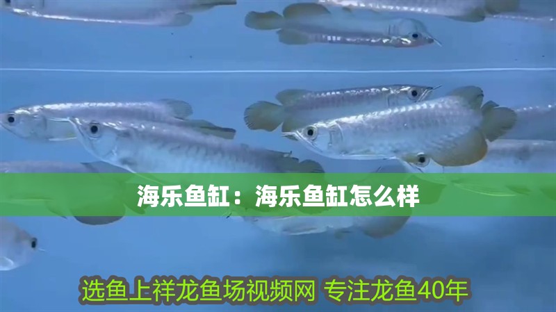 海樂魚缸：海樂魚缸怎么樣