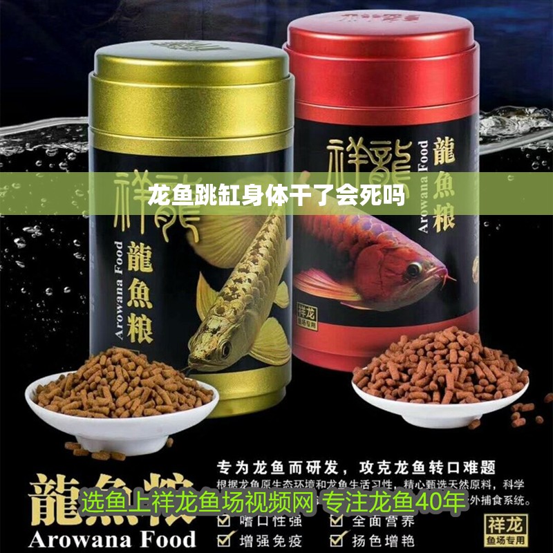 龍魚跳缸身體干了會(huì)死嗎