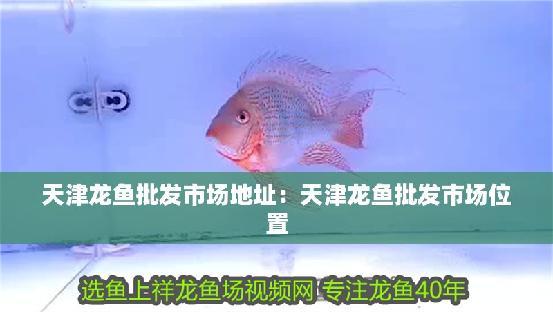 天津龍魚批發(fā)市場地址：天津龍魚批發(fā)市場位置