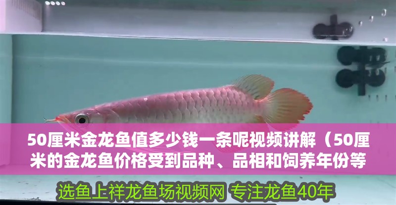 50厘米金龍魚(yú)值多少錢一條呢視頻講解（50厘米的金龍魚(yú)價(jià)格受到品種、品相和飼養(yǎng)年份等因素影響）