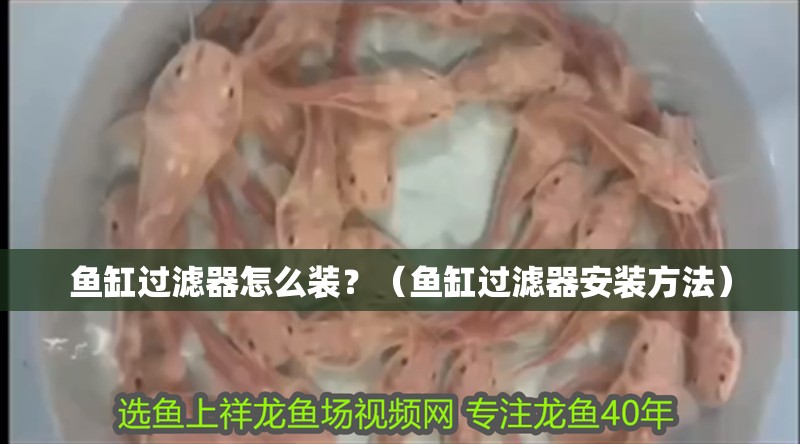 魚缸過濾器怎么裝？（魚缸過濾器安裝方法）