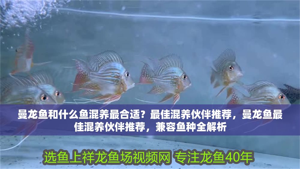 曼龍魚和什么魚混養最合適？最佳混養伙伴推薦，曼龍魚最佳混養伙伴推薦，兼容魚種全解析
